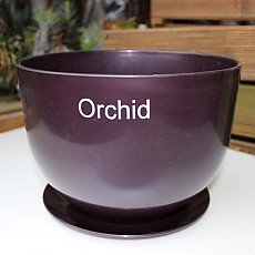 orchid-보라