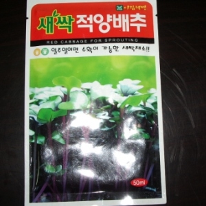 적양배추쌔싹씨